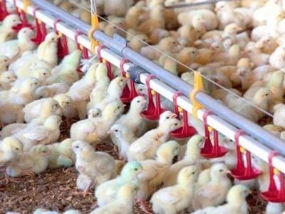 ۲۱ میلیون قطعه جوجه ریزی مازندران و ثبت رکورد جدید در کشور