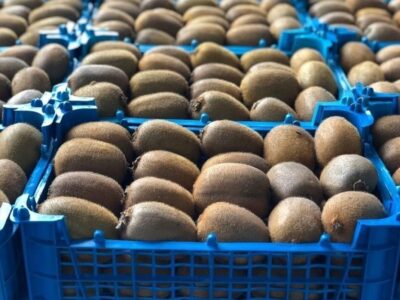 صادرات ۲۵ هزار تنی کیوی و ۳۵ هزار تنی مرکبات مازندران به بازارهای جهانی