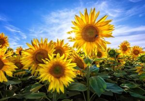 خواص درمانی آفتاب گردان