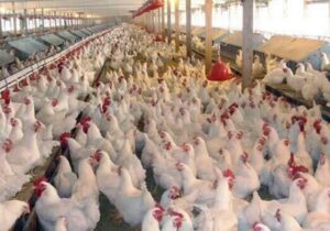 طرح حمایتی تولید قراردادی گوشت مرغ در استان قزوین آغاز شد