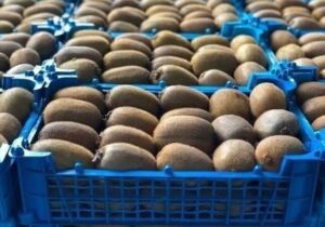 صادرات ۶۸ هزار تن مرکبات و کیوی از مازندران