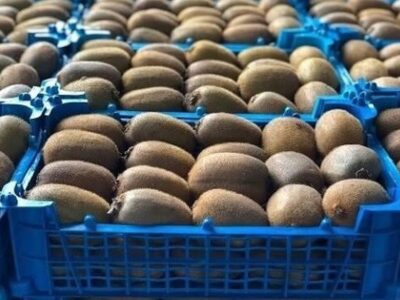 صادرات ۶۸ هزار تن مرکبات و کیوی از مازندران