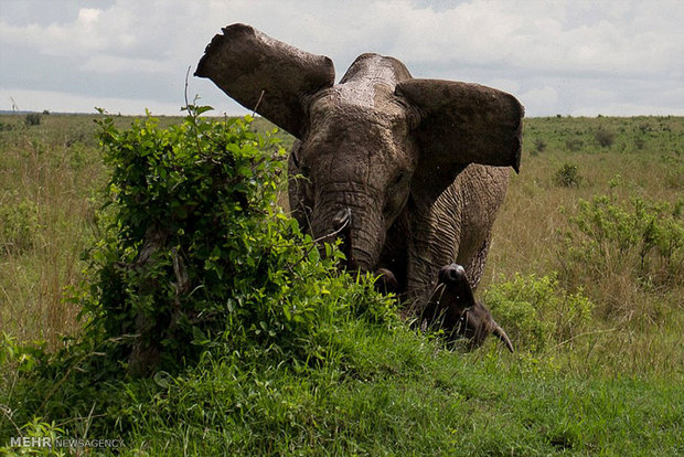 حمله فیل وحشی موجب مرگ ۶ نفر در جارکند هند شد