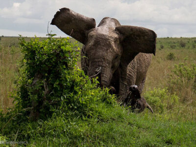 حمله فیل وحشی موجب مرگ ۶ نفر در جارکند هند شد