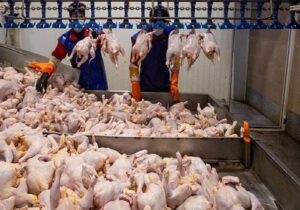 اسلامی: روند تأمین گوشت مرغ در مازندران پایدار است