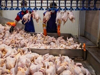 اسلامی: روند تأمین گوشت مرغ در مازندران پایدار است