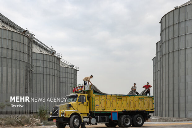۸۷ هزار تن گندم در سیلوی‌نکا تخلیه و بارگیری شد