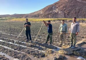 جو علوفه‌ای در ۴۵ هکتار از مزارع قائمشهر کشت شد