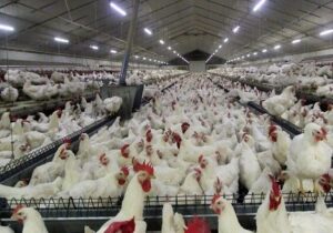 تولید قراردادی گوشت مرغ راهی مطمئن برای تداوم تولید است