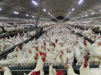 تولید قراردادی گوشت مرغ راهی مطمئن برای تداوم تولید است