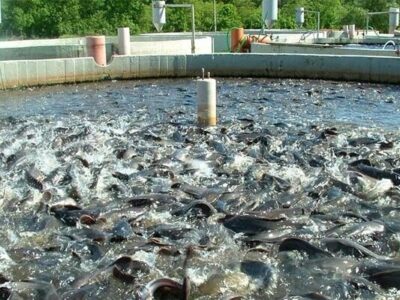 توزیع بچه ماهی قزل آلا در جنوب سیستان و بلوچستان