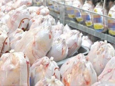 طرح حمایتی تولید قراردادی گوشت مرغ در قزوین آغاز شد