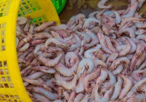 ببینید | پیشنهاد مجری صداوسیما به دولت برای صادرات میگو به چین به جای اکوادور!