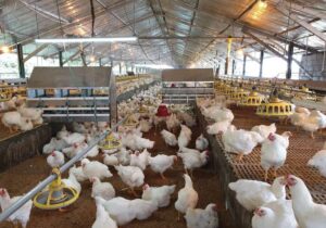 مرغ هست، نهاده نیست/آمارها چرا محرمانهاند؟