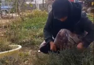 عطر خودباوری در کالپوش؛ بانویی که با گیاهان دارویی، چرخ اقتصاد روستا را به حرکت درآورد