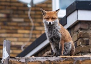 روباهها در خیابانهای تهران چه میخواهند؟/ شهرداری توضیح داد