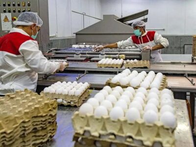 شوک قیمتی به بازار تخم‌مرغ رسید/ قیمت هر شانه تخم‌مرغ ۴۲۰۰۰۰ تومان می‌شود؟