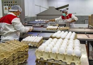 هر عدد تخم‌مرغ ۱۰ هزار تومان شد/ طلاکش: کمبودی در عرضه مرغ نداریم