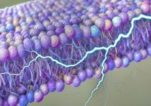 کشف یک منبع پنهان انرژی در بدن انسان