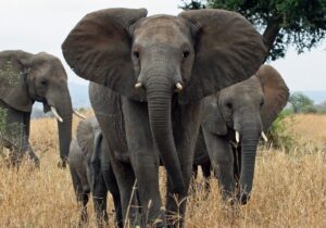 راز بزرگ بودن گوش‌های فیل چیست؟