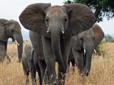 راز بزرگ بودن گوش‌های فیل چیست؟