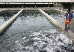 رشد ۲۰ درصدی تولید ماهی قزل‌آلا در آذربایجان شرقی