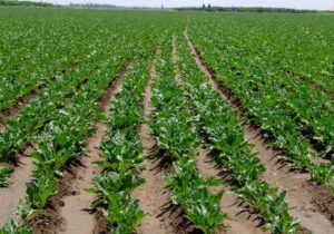  ۴۲ ایستگاه پیش‌آگاهی در مزارع فارس راه‌اندازی شد