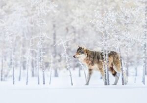 هشدار حفاظت محیط زیست اردبیل در خصوص خروج حیات وحش از زیستگاههای خود