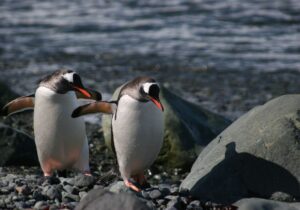 راه رفتن تا مرگ؟ پنگوئنی که به کابوس فلسفی مردم بدل شد/ فروپاشی اینترنت با ۲۰ ثانیه از یک مستند + عکس