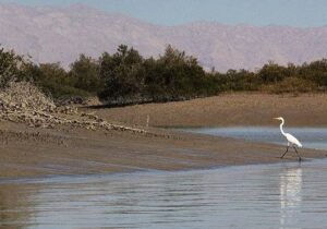 ۲ ماه دور تا دور لانه کبوترها دوربین گذاشتم