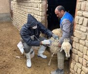 ۷۰۰هزار رأس دام در قزوین علیه بیماری طاعون واکسینه شدند