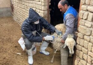 ۷۰۰هزار رأس دام در قزوین علیه بیماری طاعون واکسینه شدند