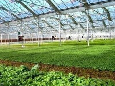 قاسمی طوسی: مازندران پیشرو در صنعت کشاورزی /در هر صنعتی باید زمینه های مناسب سرمایه گذاری ایجاد شود