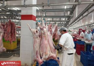 روند کاهش قیمت گوشت ادامه دارد/ تولید داخلی پاسخگوی کامل نیاز کشور است