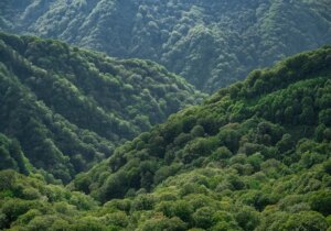 مشارکت همگانی مردم، از الزامات اصلی حفاظت و بهره برداری اصولی  منابع طبیعی است