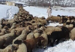 کشف ۵۵۴ راس احشام قاچاق در نوار مرزی هنگ بانه