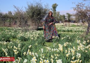 جشنواره گل نرگس کازرون