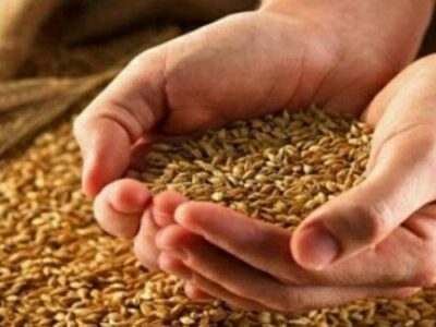 گندمکاران حتما بخوانند/ قیمت جدید درباره قیمت احتمالی گندم/ قیمت گندم چقدر گران می‌شود؟