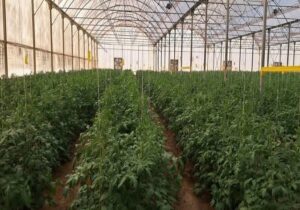 افتتاح گلخانه هفت هزار مترمربعی در آباده فارس