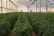 افتتاح گلخانه هفت هزار مترمربعی در آباده فارس