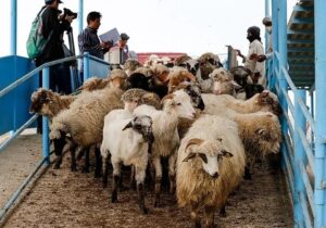 قیمت جدید دام زنده امروز ۱۸ بهمن ۱۴۰۴/ قیمت گوسفند و گوساله چه تغییری کرد؟ + جدول