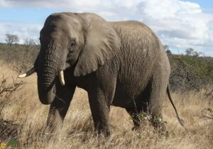 ببینید | حمله ترسناک یک فیل با سرعت به خودروی سافاری حامل گردشگران بریتانیایی در تانزانیا